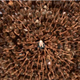 Illustration for article titled Wolf Heads and Penis-Leeches: A Game of Thrones Refresher